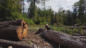 Best Hazardous Tree Removal  in Santa Nella, CA