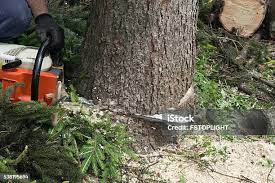 Best Palm Tree Trimming  in Santa Nella, CA