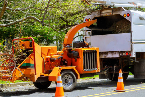 How Our Tree Care Process Works  in  Santa Nella, CA