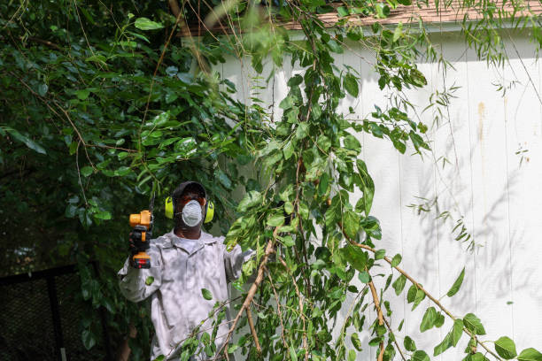 Best Pest Control for Lawns  in Santa Nella, CA